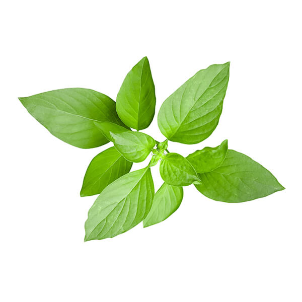 Basil Lemon Essential Oil