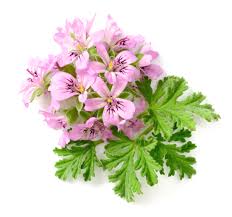 Rose Geranium Organic Essential Oil – Aroma Thyme Aromatherapy