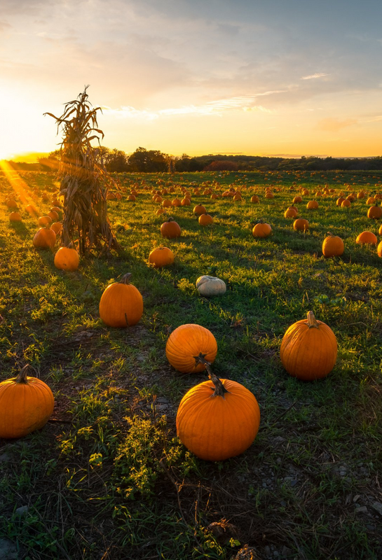 Pumpkin Spice Month