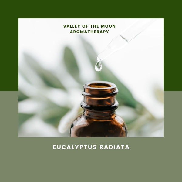 Eucalyptus Radiata Organic Essential Oil