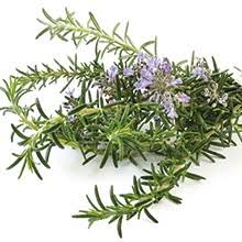 Rosemary Verbenon Organic Essential Oil – Aroma Thyme Aromatherapy